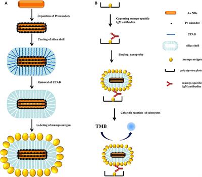 A Novel Nanoprobe Based on Core–Shell Au@Pt@Mesoporous SiO2 Nanozyme With Enhanced Activity and Stability for Mumps Virus Diagnosis